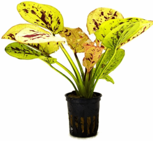 Echinodorus Yellow Sun