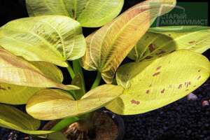 Echinodorus Yellow Sun