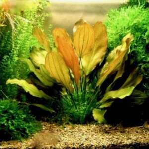 Echinodorus harbig red