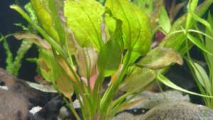 Echinodorus oriental