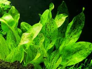 Echinodorus ozelot green