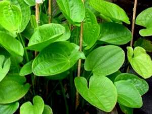 Echinodorus radicans