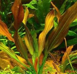 Echinodorus osiris rubra