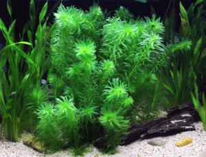 Egeria densa