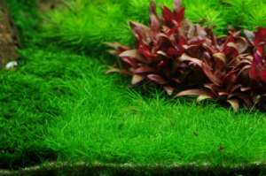 Eleocharis parvula (Previously: E. acicularis)