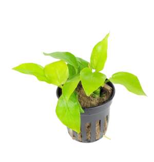 Anubias nana Gold