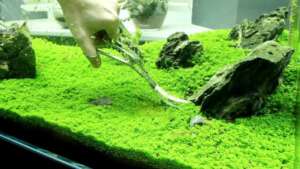 Hemianthus callitrichoides