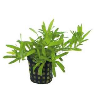 Heteranthera zosterifolia