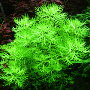 Hottonia inflata