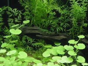 Hydrocotyle leucocephala