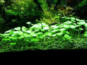 Hydrocotyle vulgaris - Pennywort