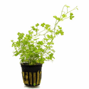 Hydrocotyle tripartita (sp. Japan)