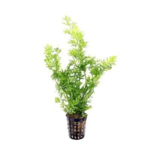 Hygrophila difformis