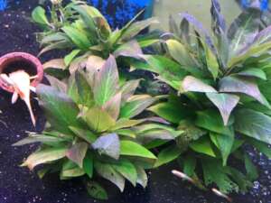 Hygrophila dwarf