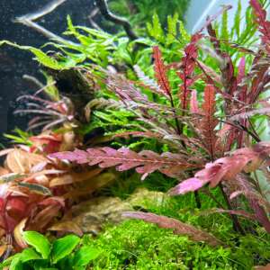 Hygrophila pinnatifida