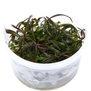 Hygrophila sp. Araguaia InVitro, 100 ml