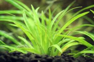 Eriocaulon sp. Vietnam
