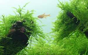 Java moss Taxiphyllum barbieri InVitro, 100 ml