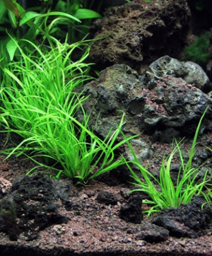 Juncus Repens