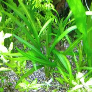 Echinodorus latifolius