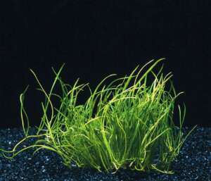 Lilaeopsis mauritiana