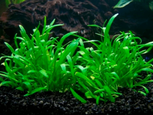 Lilaeopsis novae-zelandiae
