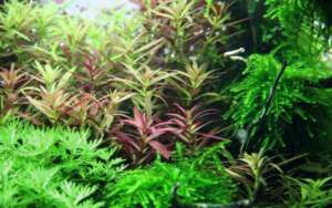 Limnophila hippuridoides