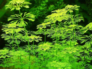 Limnophila sessiliflora - ambulia
