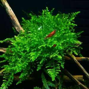 Christmas moss (Vesicularia Montagnei) InVitro, 100 ml