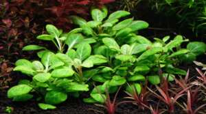 Lobelia cardinalis