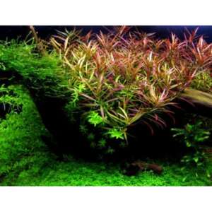 Ludwigia arcuata