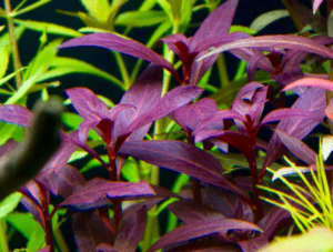 Ludwigia glandulosa