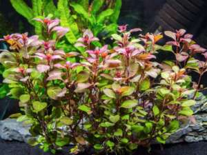 Ludwigia palustris red