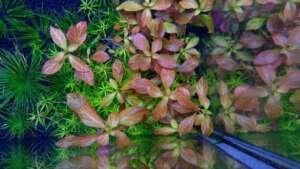 Ludwigia parigata