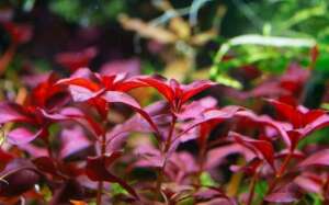 Ludwigia perennis