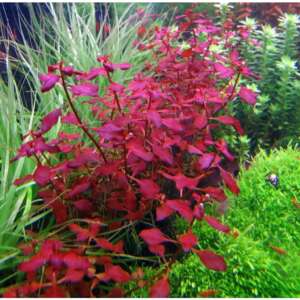 Ludwigia sp. Super Red
