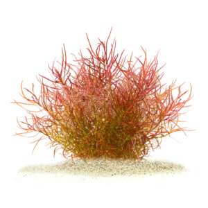 Ludwigia arcuata
