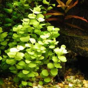 Lysimachia aurea yellow