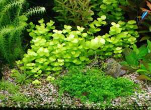 Lysimachia nummularia green