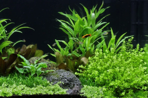 Micranthemum umbrosum