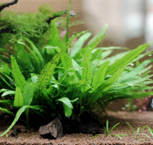 Microsorum green gnome