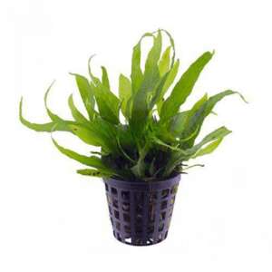 Microsorum mini