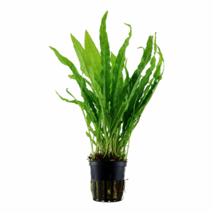 Microsorum pteropus