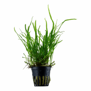 Microsorum trident
