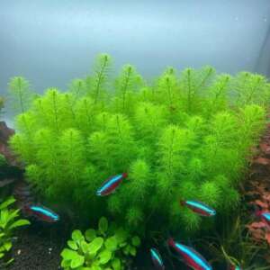 Myriophyllum guyana