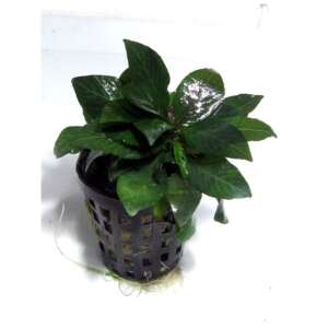 Nomaphila stricta kompakt
