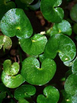 Heteranthera reniformis