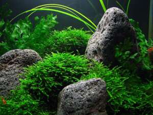 Peacock moss (Taxiphyllum sp.) InVitro, 100 ml