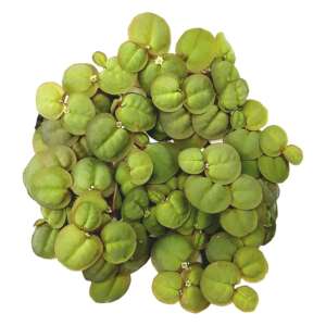 Phyllanthus fluitans
