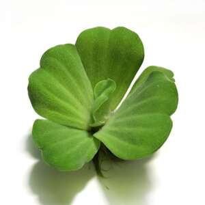 Pistia stratiotes